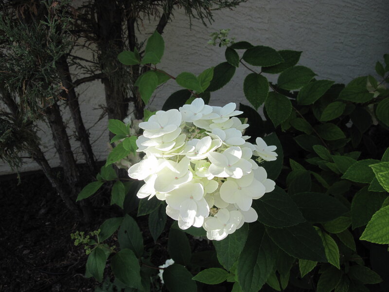 White Hydrangea Flower — Calm