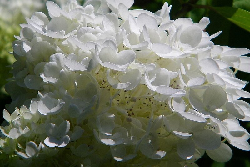 white hydrangea flower cluster
