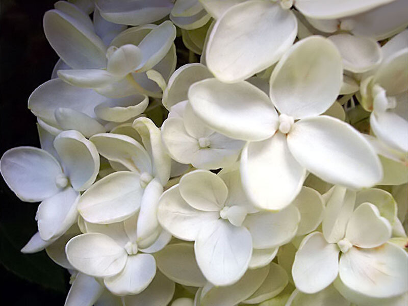 White Hydrangea Flower Cluster — Calm