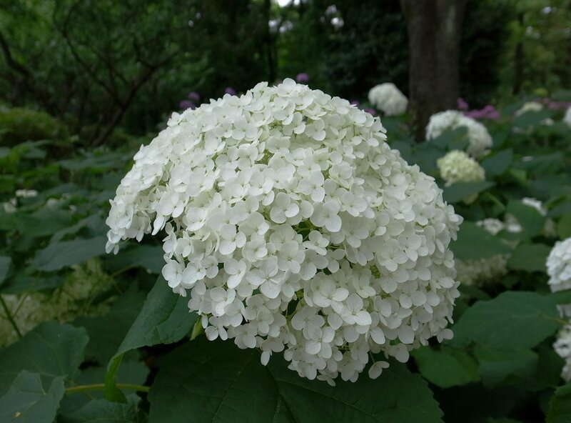 white hydrangea flower cluster