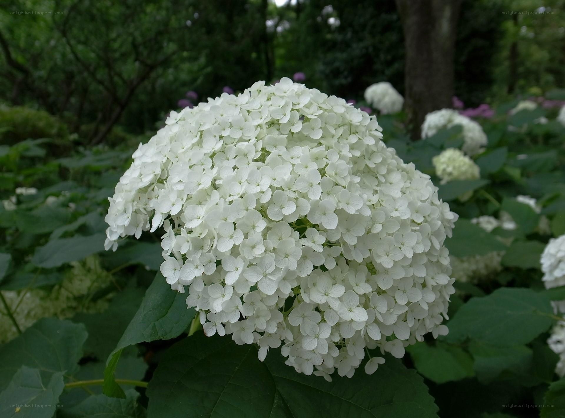 white hydrangea flower cluster