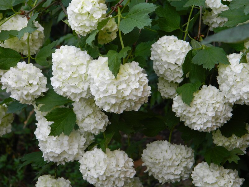White hydrangea flower clusters