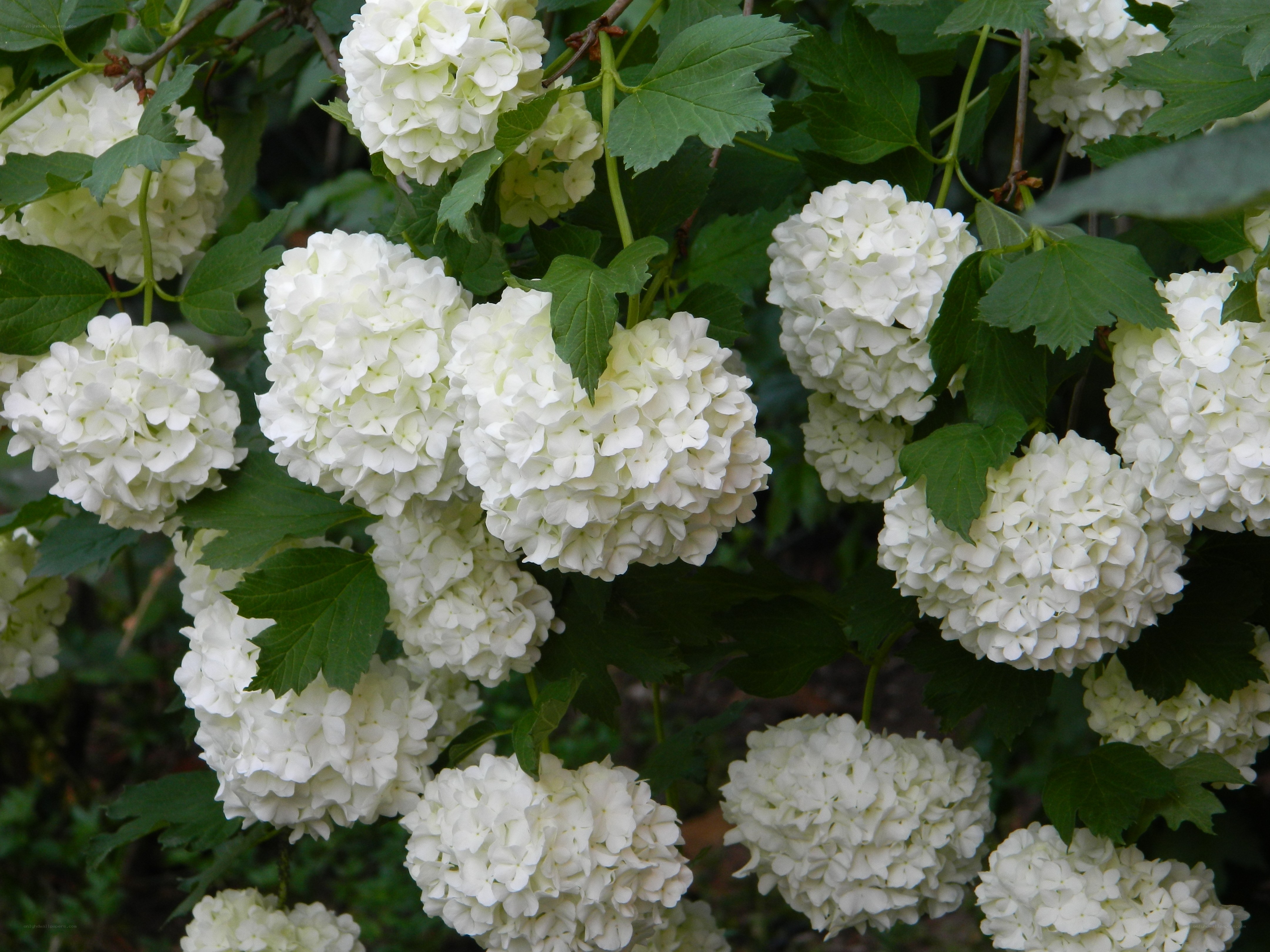 White hydrangea flower clusters