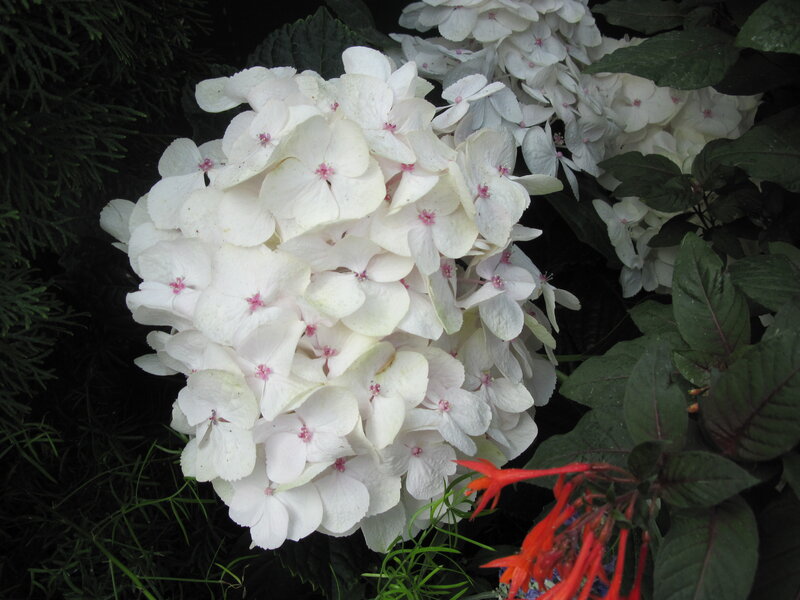 White Hydrangea Flower — Natural