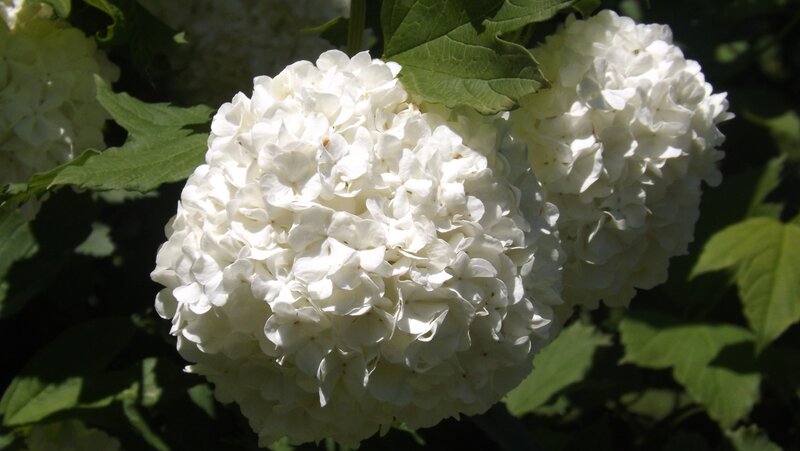 White Hydrangea Flower — Serene, Afternoon, Photograph