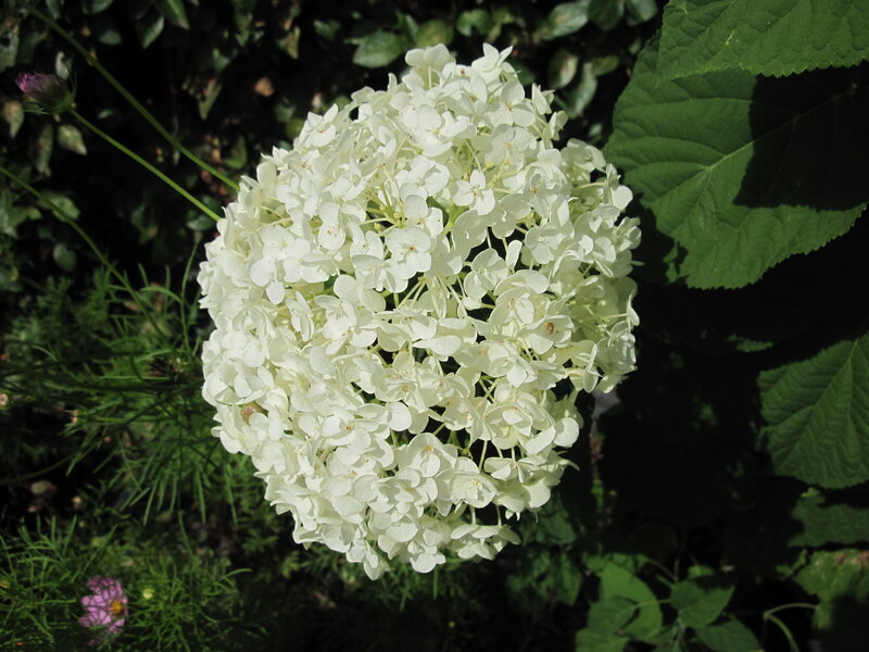 White Hydrangea Flower — Serene, Afternoon