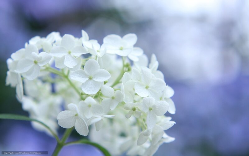 White Hydrangea Flower — Serene, Photograph, Stem