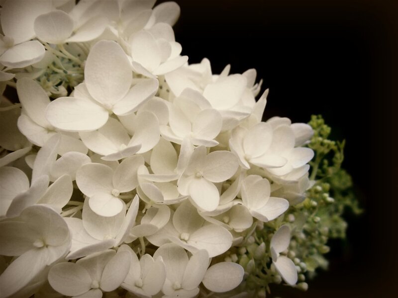 White Hydrangea Flower — Serene, Photograph