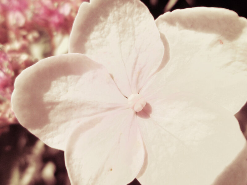 White Hydrangea Flower — Serene, Spring