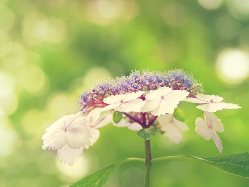 White Hydrangea Flower — Serene