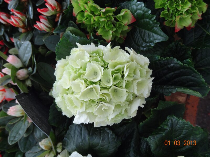white hydrangea flower