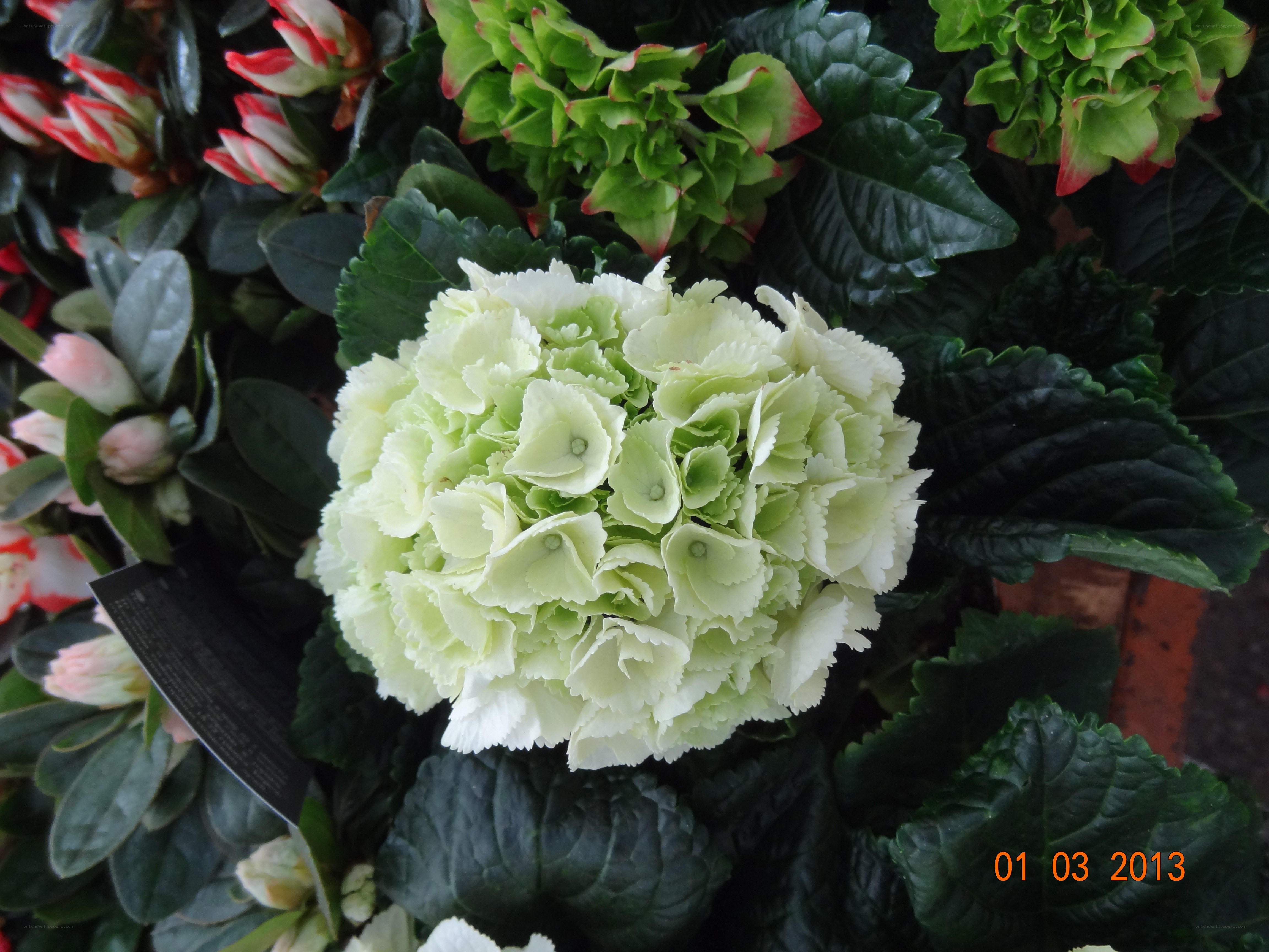 white hydrangea flower