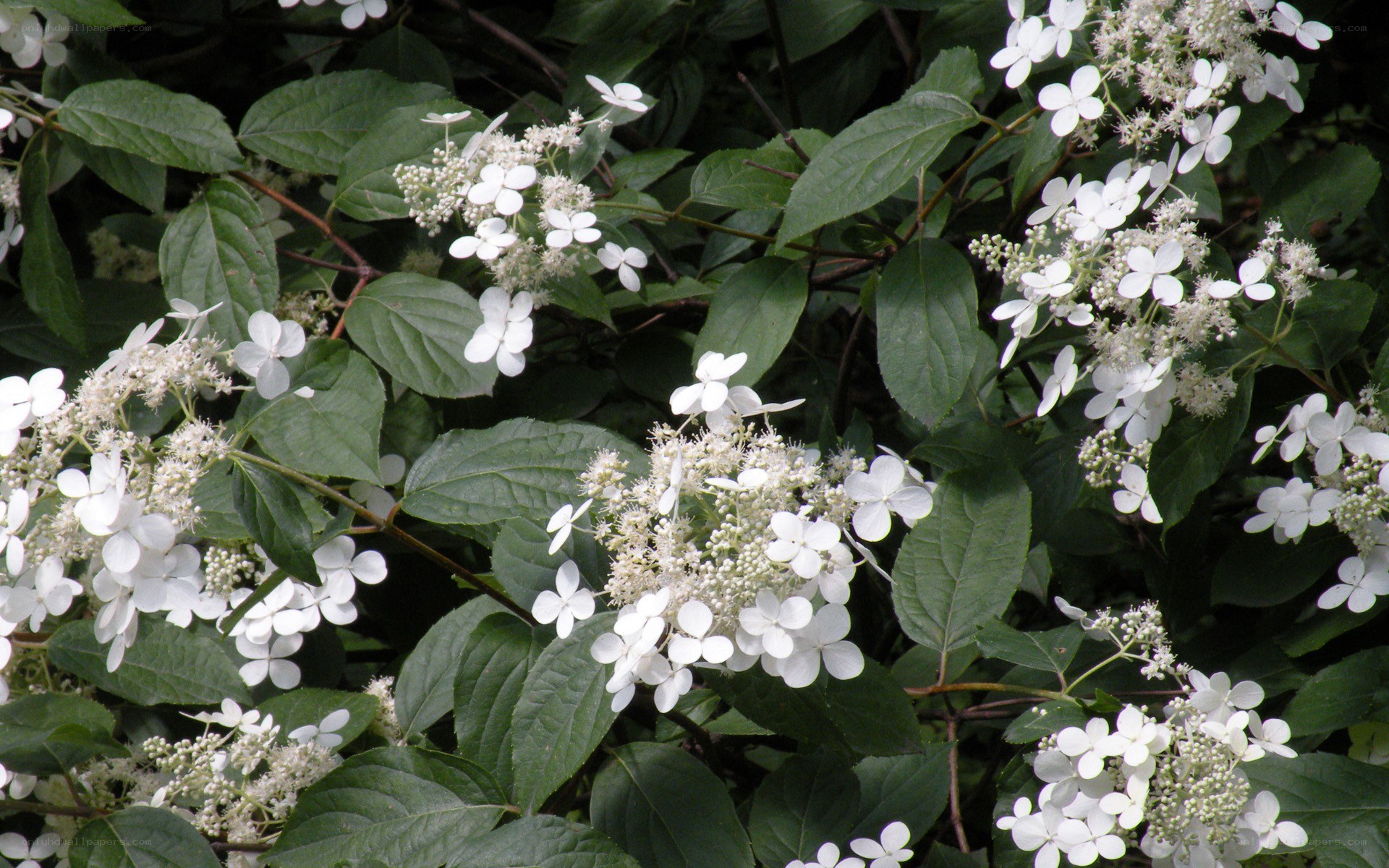 white hydrangea flowers