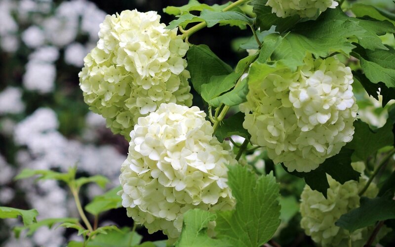 white hydrangea flowers