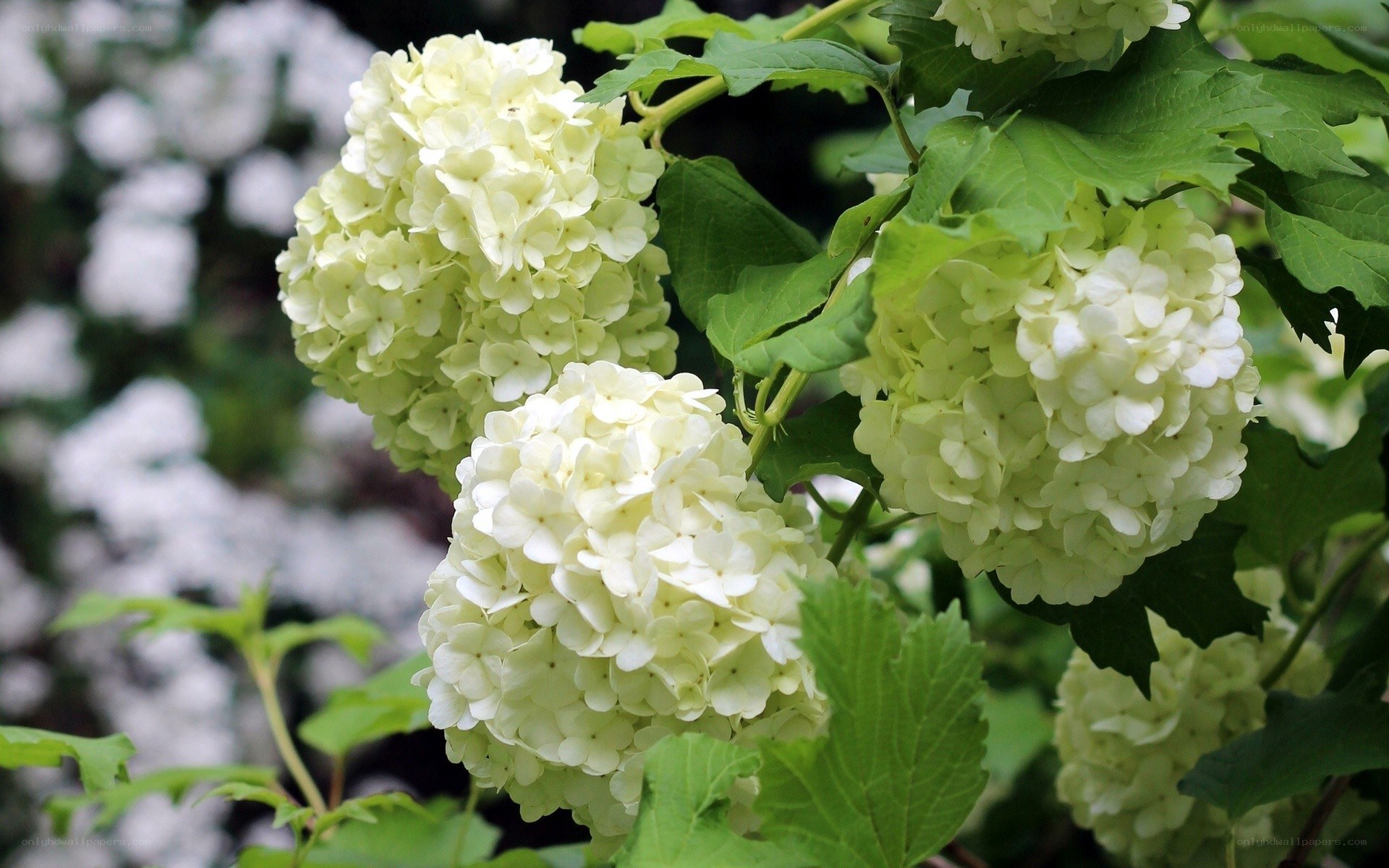 white hydrangea flowers