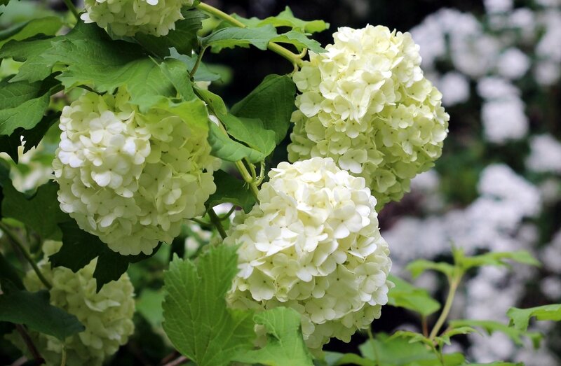 white hydrangea flowers