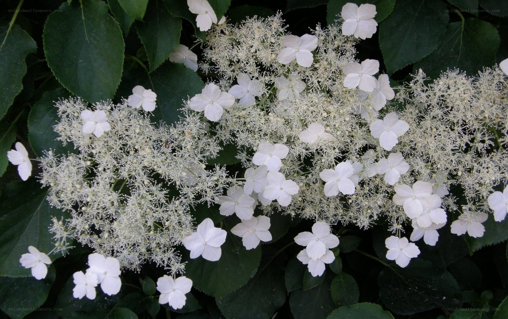 white hydrangea flowers
