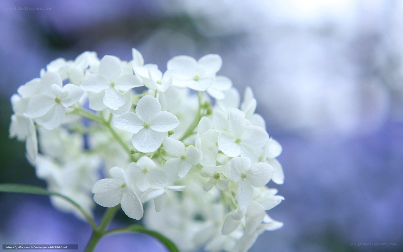 White hydrangea flowers