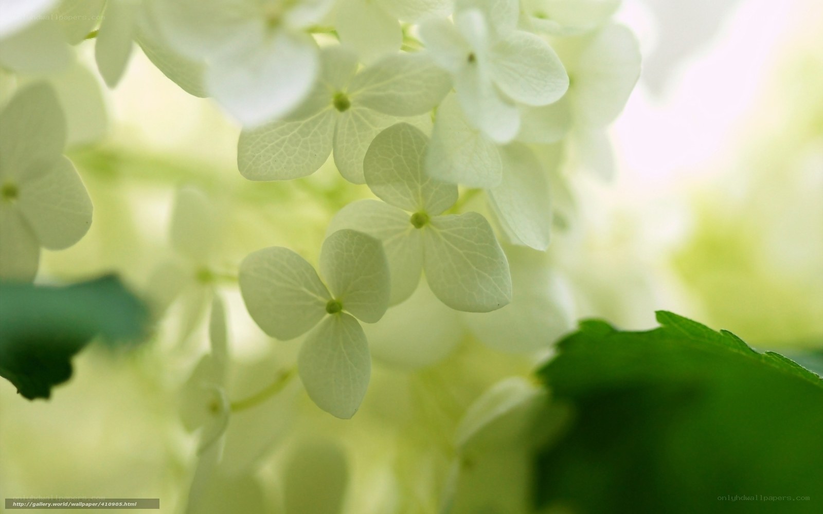 White hydrangea flowers