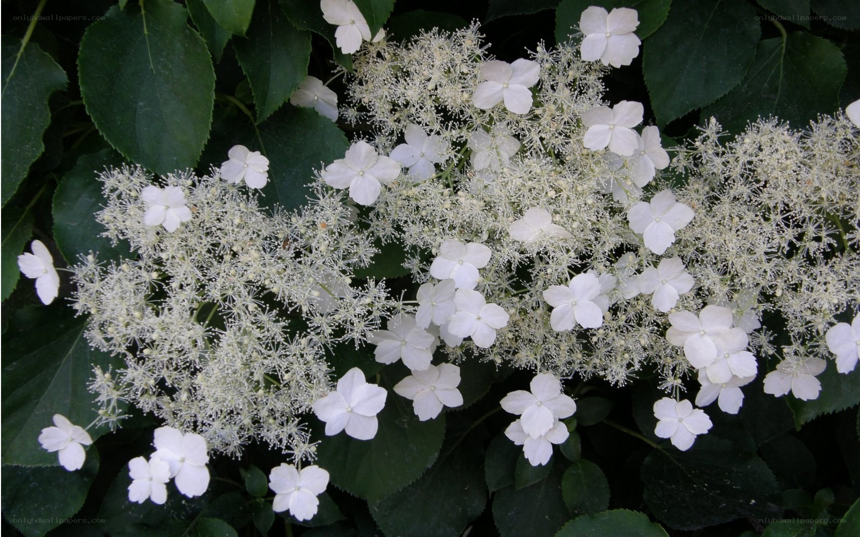 white hydrangea flowers