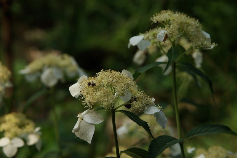 White Hydrangea Flowers — Calm, Afternoon, Photograph, Bee