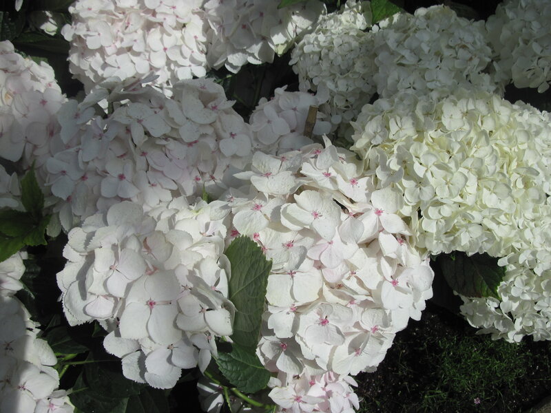 White Hydrangea Flowers — Calm, Afternoon, Photograph, Leaves