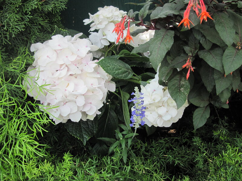 White Hydrangea Flowers — Calm, Afternoon, Photograph, Red Flowers