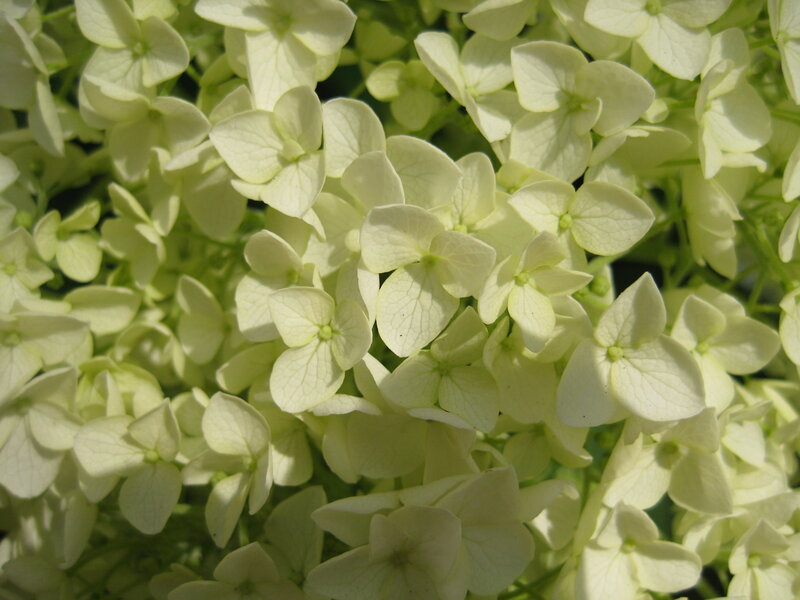 White Hydrangea Flowers — Calm, Afternoon, Photograph, Sunlight
