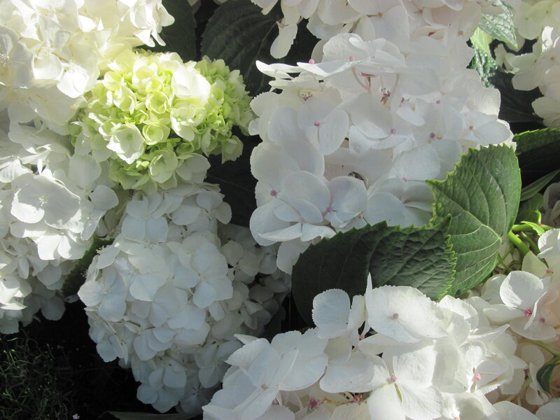 White Hydrangea Flowers — Calm, Afternoon, Photograph