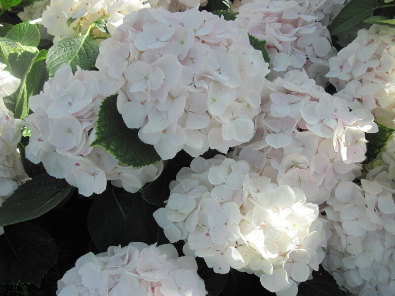 White Hydrangea Flowers — Calm, Afternoon