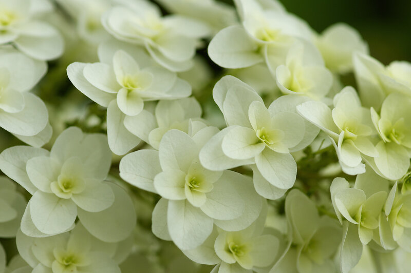 White Hydrangea Flowers — Calm, Photograph, Bloom
