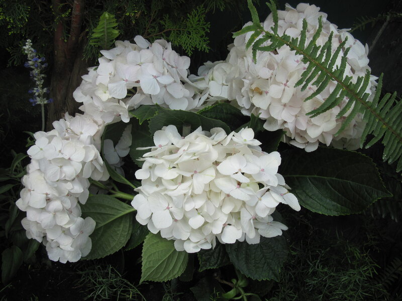 White Hydrangea Flowers — Calm, Photograph, Ferns