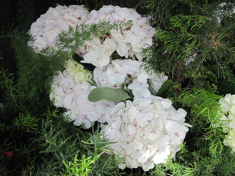 White Hydrangea Flowers — Calm, Photograph, Green Foliage, Leaves