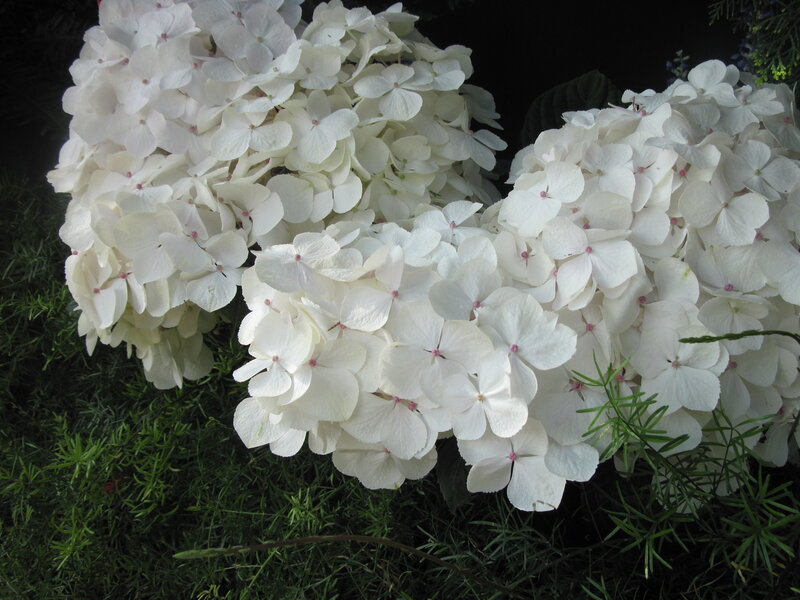 White Hydrangea Flowers — Calm, Photograph, Green Foliage