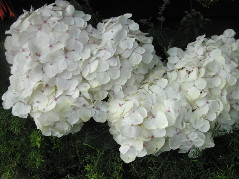 White Hydrangea Flowers — Calm, Photograph, Green Grass