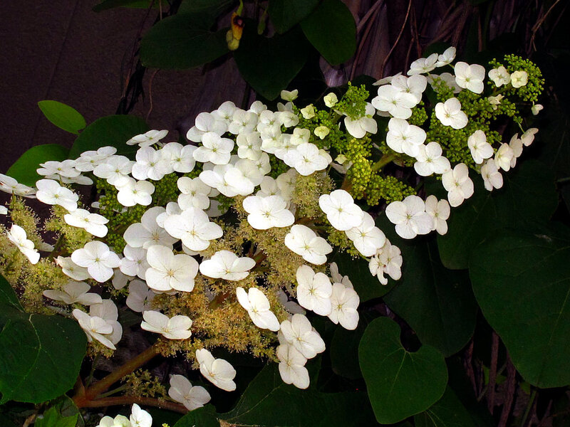 White Hydrangea Flowers — Calm, Photograph, Green Leaves, Flower Buds
