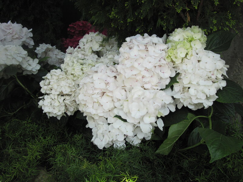 White Hydrangea Flowers — Calm, Photograph, Green Leaves, Grass
