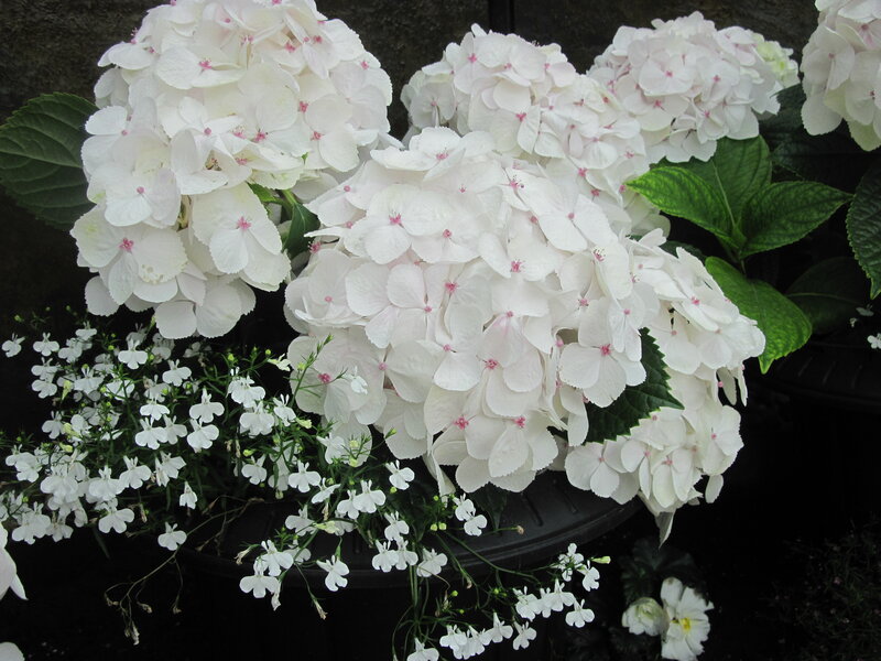 White Hydrangea Flowers — Calm, Photograph, Green Leaves, Small White Flowers, Black Pot
