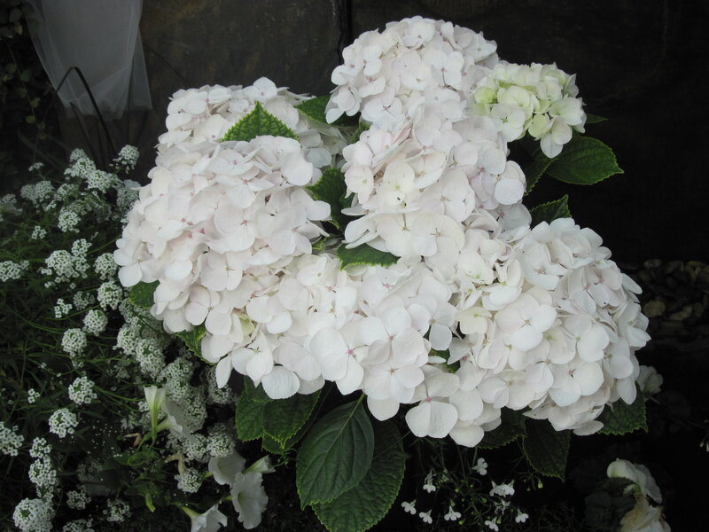 White Hydrangea Flowers — Calm, Photograph, Green Leaves, Small White Flowers