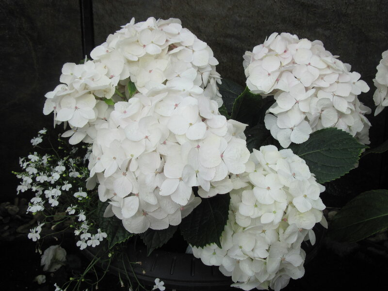 White Hydrangea Flowers — Calm, Photograph, Green Leaves