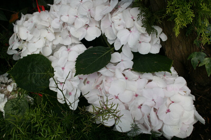 White Hydrangea Flowers — Calm, Photograph, Green Leaves, Tree Trunk