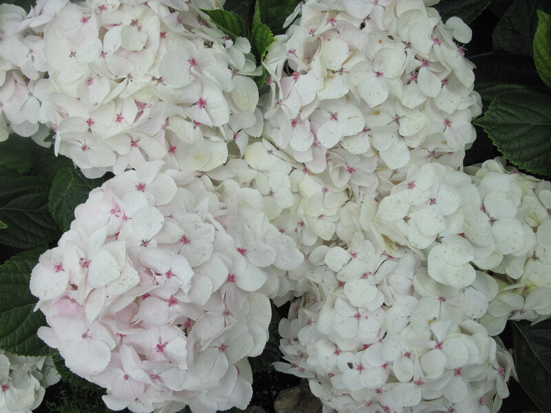 White Hydrangea Flowers — Calm, Photograph, Leaves