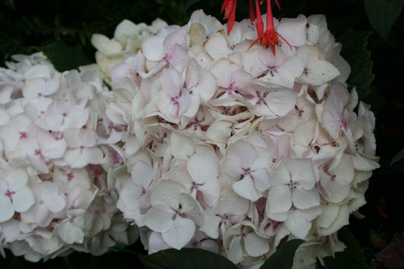 White Hydrangea Flowers — Calm, Photograph, Red Flower