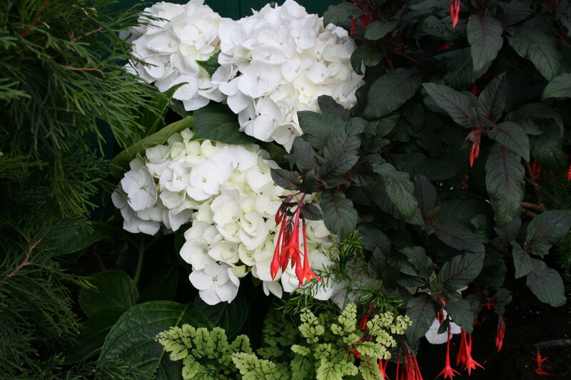White Hydrangea Flowers — Calm, Photograph, Red Fuchsia Flowers