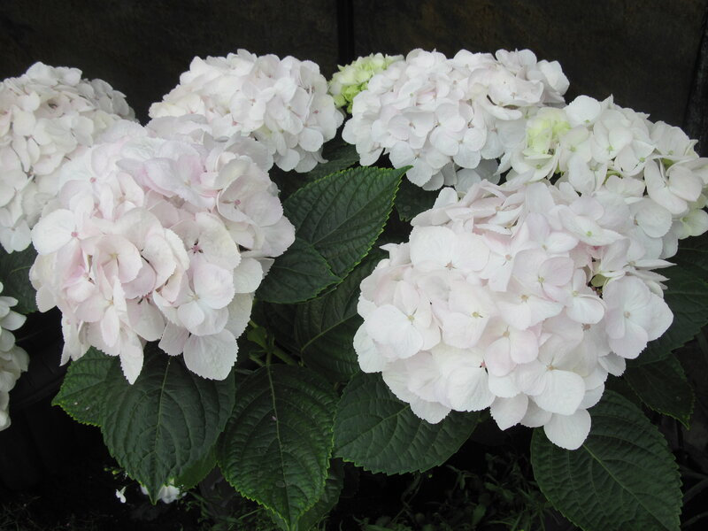 White Hydrangea Flowers — Calm, Photograph