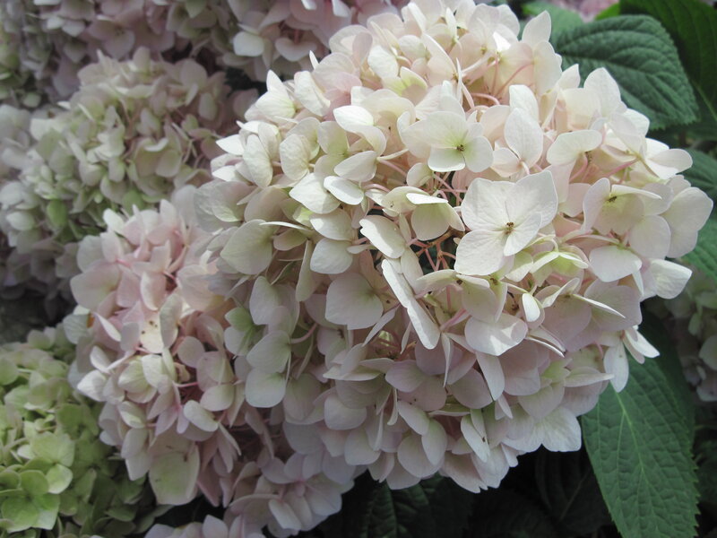 White Hydrangea Flowers — Calm, Summer, Photograph, Green Leaves