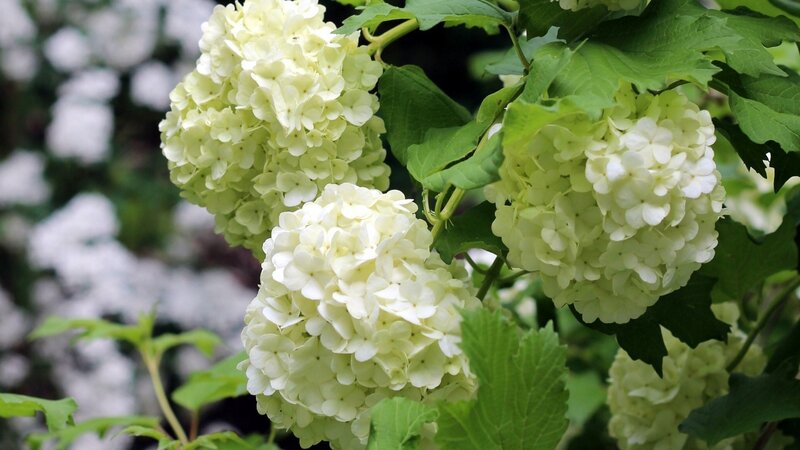White Hydrangea Flowers — Calm, Summer, Photograph, Leaves