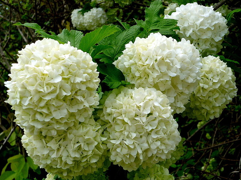 White Hydrangea Flowers — Calm, Summer