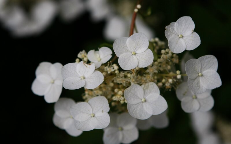 White Hydrangea Flowers — Calm