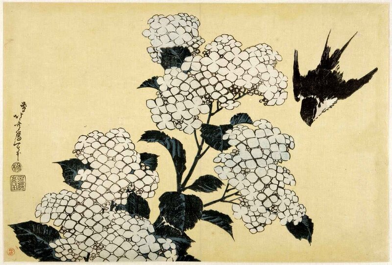 White Hydrangea Flowers — Cream